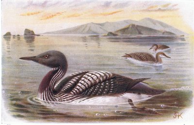 Black Throated Diver by Archibald Thorburn